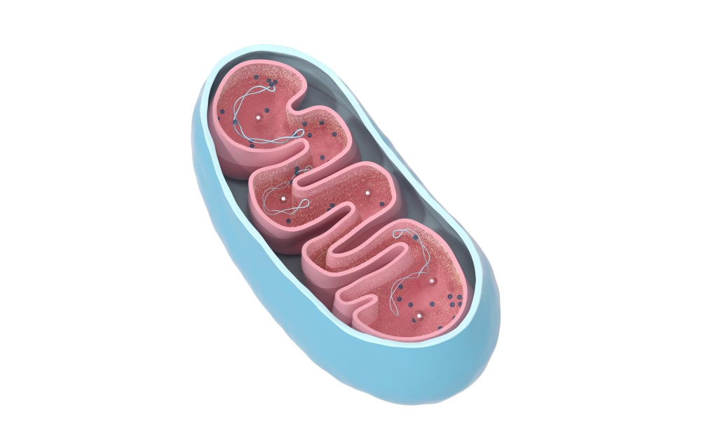 crosssection-view-of-mitochondria-medical-info-graphics-on-white-background-3d-rendering-min (1).jpg